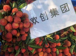夏日好“枝”味，开云online（中国）集团发福“荔”啦